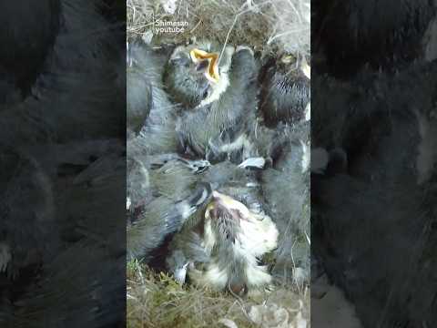 冬にシジュウカラの巣箱をどこに置くか？この鳥を引き寄せるには何を入れたらいいでしょうか？従うべき 3 つの重要なヒント  庭園