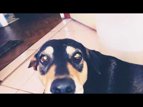 VIRAL!!! ANJING DI SABAH