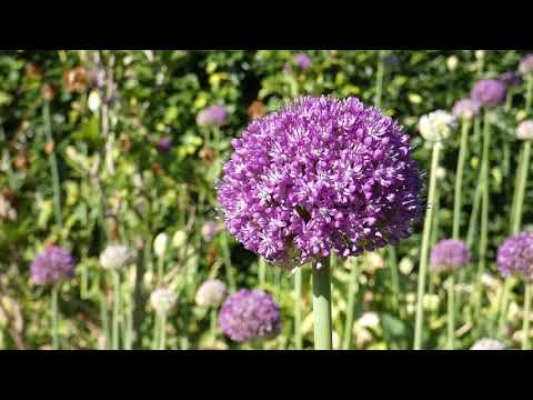 Enköping vlog - Walking TOUR