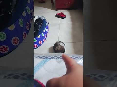 #shichu #colombia  #funza #cundinamarca  mi Shichu mirándome