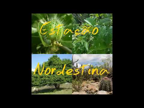 POETA ABRAÃO BATISTA E O CORDEL LUTA DE UM HOMEM COM UM LOBISOMEM