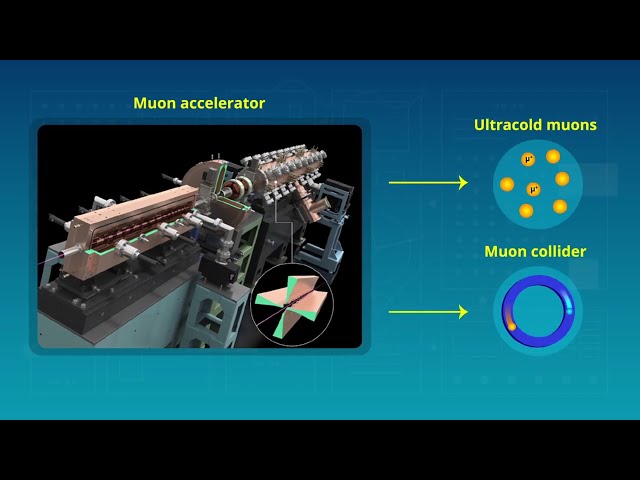 Testing the Viability of Muon Accelerators