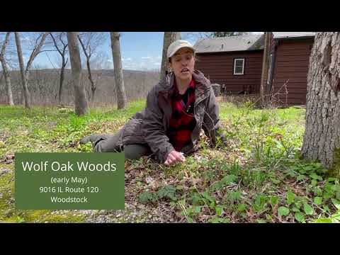 Dutchman's Breeches: Native Plant Identification with TLC