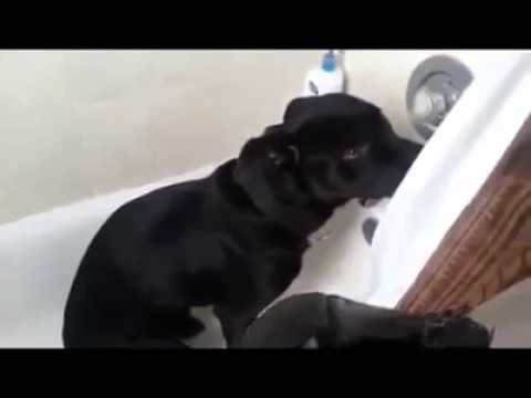 Too Many faces of guilty dogs