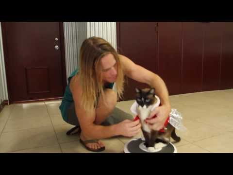 Max-Arthur, die Roomba-Katze! #SharkCat #SharkWeek | MicBergsma