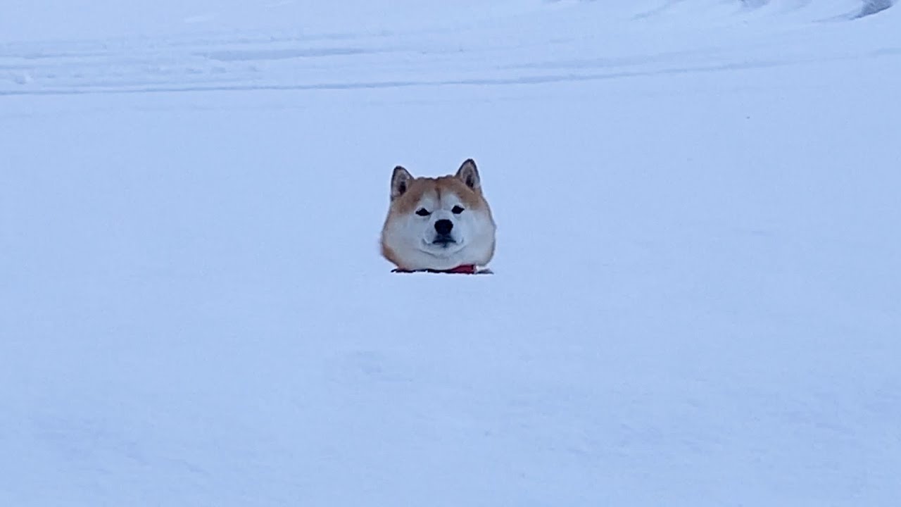柴犬らんまる　ついつい気になってしまう動画