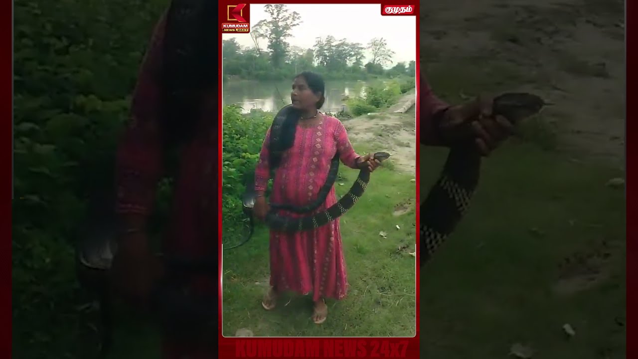 10 அடி நாகப்பாம்பை அசால்ட்டாக பிடித்து காட்டில் விட்ட பெண்!  | Cobra Rescue| Kumudam News|#shorts