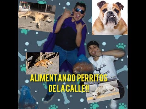 Alimentando perritos de la calle/Super Dog-Millón ft JEduardo