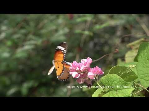 花から飛び立つカバマダラ