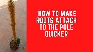 || HOW TO MAKE ROOTS ATTACH TO THE POLE QUICKER ||