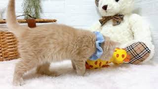 スコティッシュフォールドの動画02