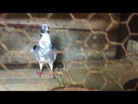 Lankawe supiri  paravi