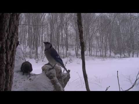 Starling Tells Blue Jay to 'Take Off'...(part 3)