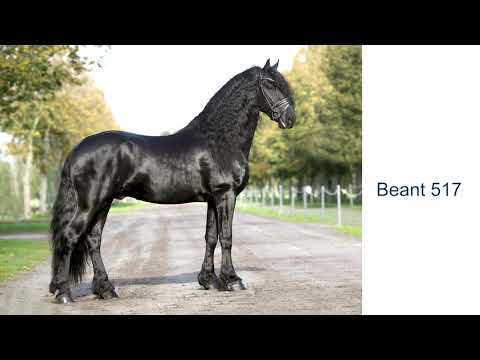 KFPS stamboekhengst Beant 517
