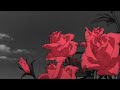 Shenandoah Two Dozen Roses Slowed Reverb