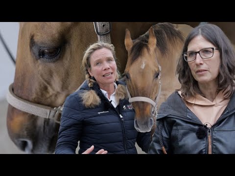 , title : 'Quarter Horse im Westernsport arg gelitten – Pferd mit equinem Asthma soll es wieder besser gehen'