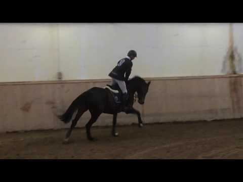 Bordeaux (born 2009), v. Cristo - Heraldik xx - Landlord  (Jumping)