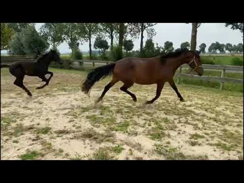 Lord Europe x Hofrat