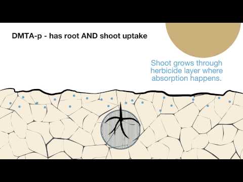 Oilseed rape establishment - principles and practices