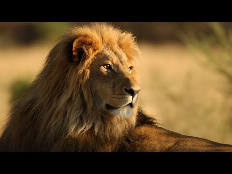 ÁFRICA SELVAGEM - PREDADORES