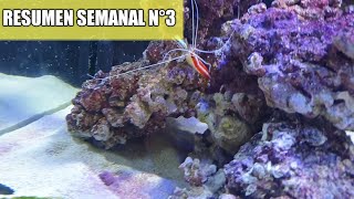 ✅Resumen semanal Nº3 [NOVEDADES]