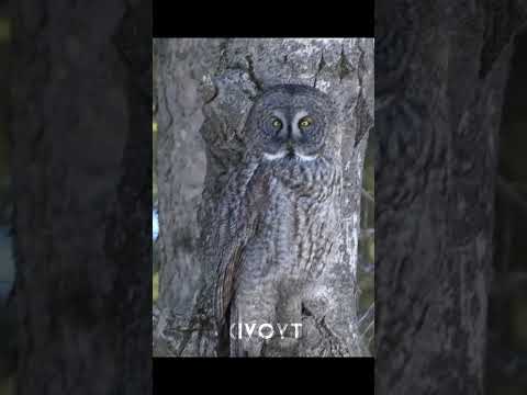 Nature's Camouflage💀