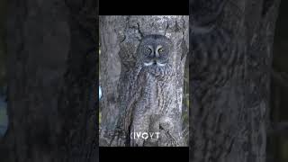 Nature&#39;s Camouflage💀