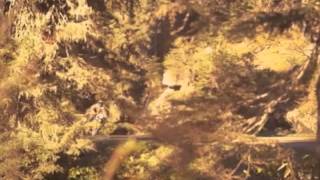 Run For Me ~ Richard Hawley