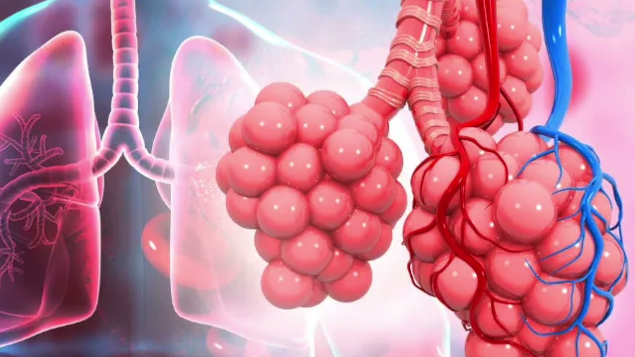 Sistema Respiratório - Anatomia