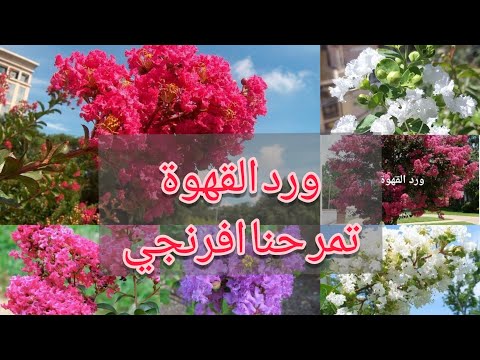 , title : 'ورد القهوة أو تمر حنا افرنجي لاجيرستروميا🌹: Lagerstroemia indica ازهار جاذبة للنحل فائقة الجمال'