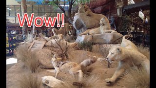 Bass Pro Shops at Silverton Las Vegas, WOW!