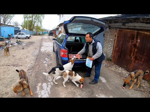 Man Gives Everything He Owns to Save Stray Dogs