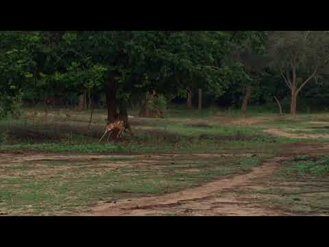 Impala Fending off a Baboon in Zambia