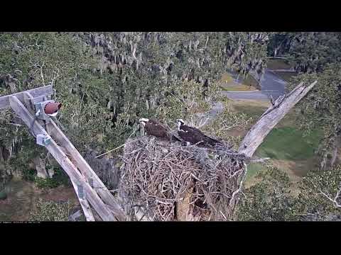 Savannah Osprey's copulation 2-15-19@Cornell Lab