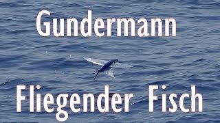 Gundermann - Fliegender Fisch.