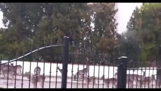 Daini a passeggio tra la pineta e il centro di Lido delle Nazioni (Ferrara)