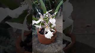 Beallara tahoma glacier #shorts