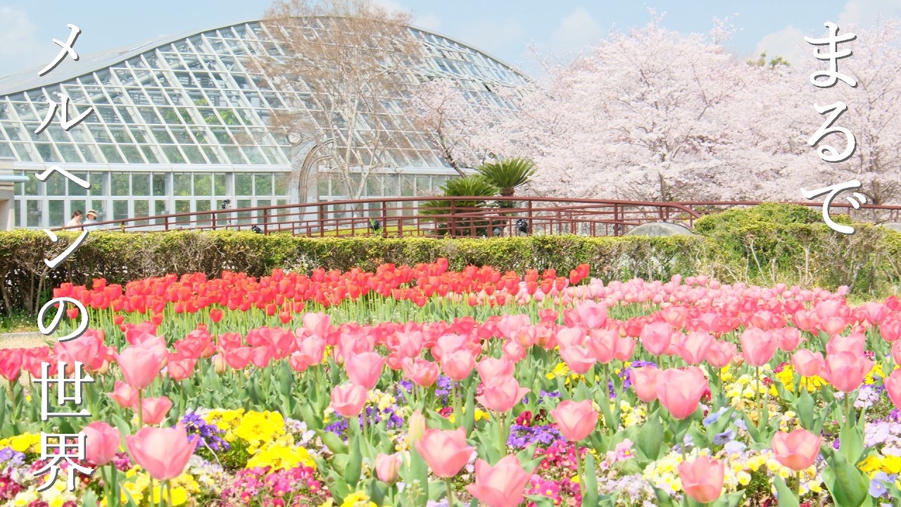 まるでメルヘンの世界　春爛漫のかわいい京都 ｜地元民に愛される桜たち