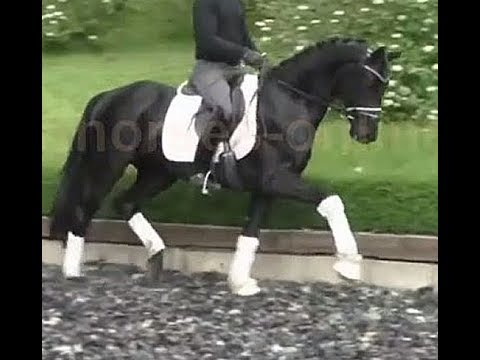 2016 beautiful Hanoverian gelding / bildschöner Hannoveraner Rappwallach !