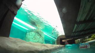 Loggerhead Lane lazy river POV at Aquatica SeaWorld Orlando