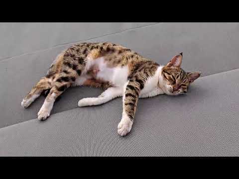 Stray cat enjoying resort in Cyprus.