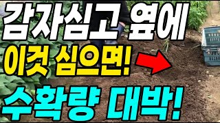 감자심고 옆에 이것 심으면 대박! 작은텃밭 효율적으로 돌리는 방법!