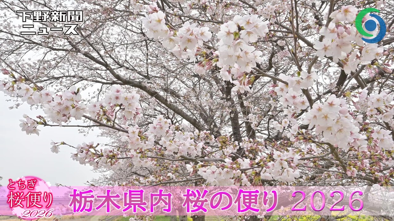 栃木県内 桜の便り 2026 さくら特集