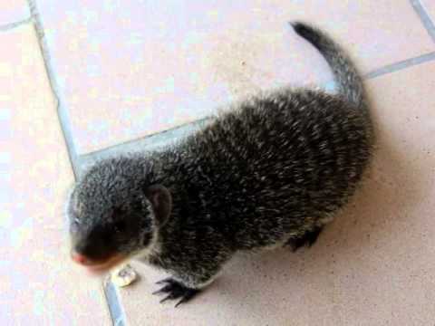 Mr  Mongoo Gets Hungry