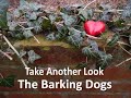 Take Another Look  The Barking Dogs Band