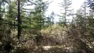 Лес на севере Сахалина(2010)
