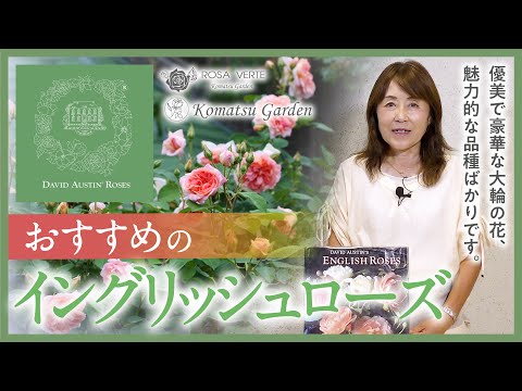 イングリッシュローズ「ウィリアム・シェイクスピア2000」 植物