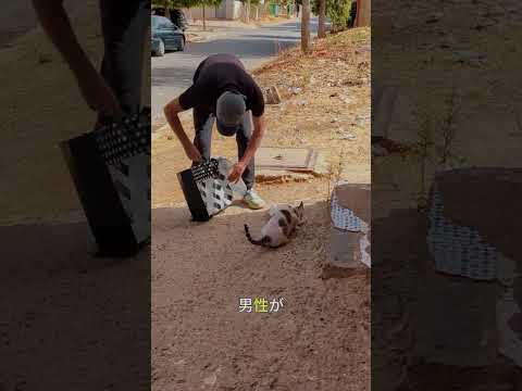 お腹を空かせた猫に食べ物をあげた優しい男性 ❤️🐱
