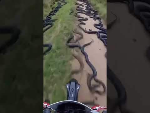 The island of Queimada Grande, where the only living thing is hundreds of thousands of snakes,