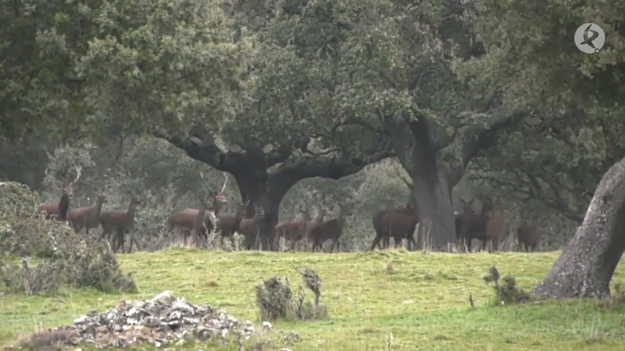 Lograr una buena gestión de un coto de caza | Cazadores de Lances